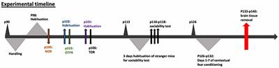 Effect of Neonatal Treatment With the NMDA Receptor Antagonist, MK-801, During Different Temporal Windows of Postnatal Period in Adult Prefrontal Cortical and Hippocampal Function